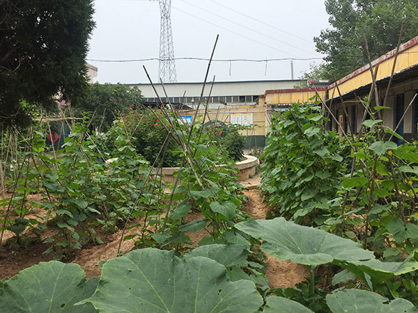 小菜园果蔬滴翠